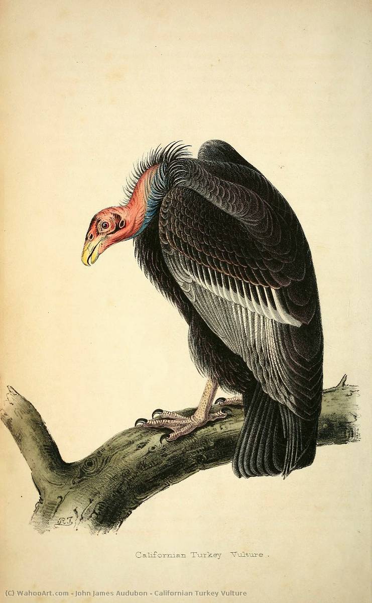 絵画のコピー カリフォルニアヒメコンドル バイ John James Audubon 1785 1851 Haiti Wahooart